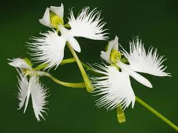 Egret Flower seeds for Planting Cut Flower Favorite Heirloom & GMO Free Seeds for Home Garden