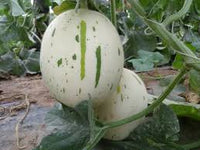 White Leopard Melon Vegetable Seeds for Planting - Seed for Unique and Flavorful Harvests in Your Garden