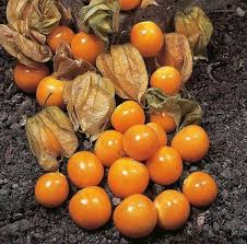 Peruvian Ground Cherry (Physalis Peruviana) Cape Gooseberry Fruit & Veggie Seeds