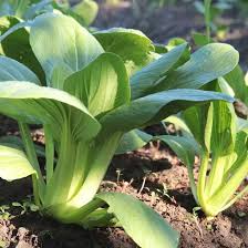 Bok Choy Seeds for Planting | Easy Growing Guide for Healthy Harvests
