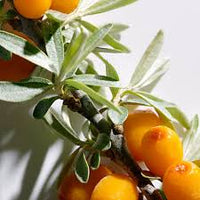 Seaberry (Sea Buckthorn) Elaeagnus Hippophae rhamnoides Orange Berry Fruit Shrub Seeds