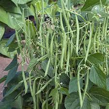 Green Pole Bean Seeds for Planting Vegetable Garden Essentials