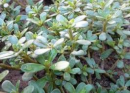 Green Portulaca Oleracea Planting Seeds for Vibrant Gardens
