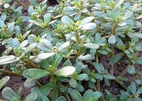Green Portulaca Oleracea Planting Seeds for Vibrant Gardens