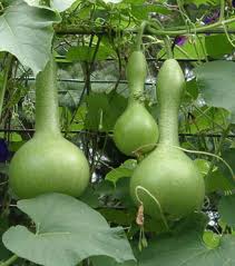 Dipper Pumpkin Seeds for Planting Grow Your Own Pumpkins