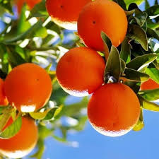 Tangerine (Mandarin Orange) Citrus reticulata Fruit Tree Seeds