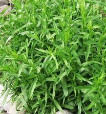 Green Tarragon Seeds for Planting