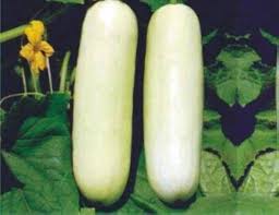 White Cucumber Vegetable Seeds for Planting