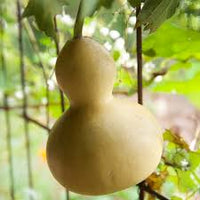 Kettle Gourd Seeds for Planting Large Fruits