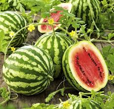 Crimson Sweet Watermelon (Citrullus lanatus) Fruit Melon Seeds