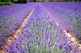 Munstead Lavender (Lavandula angustifolia) Seeds