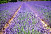 Munstead Lavender (Lavandula angustifolia) Seeds