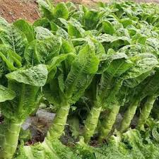 Celtuce Seeds for Planting | Grow Your Own Vegetable