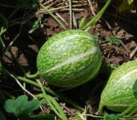 Green Malabar Gourd Seeds for Planting - Premium Vegetable Seeds