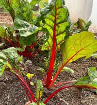 Pink Green Swiss Chard Vegetable Seeds for Garden Planting