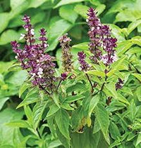 Tulsi Krishna Basil (Ocimum sanctum) Seeds