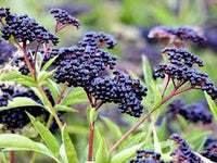Elderberry Seeds - Black (Sambucus nigra)