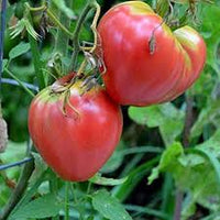 Pink Oxheart Tomato Seeds for Planting