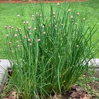 Chive Seeds for Home Planting
