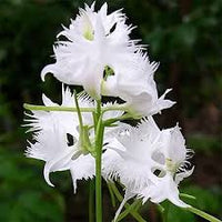 Egret Flower seeds for Planting Cut Flower Favorite Heirloom & GMO Free Seeds for Home Garden