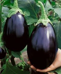 Black Eggplant Vegetable Seeds for Planting | Grow Delicious Eggplants at Home