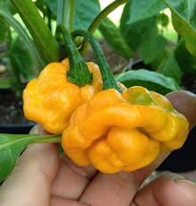 Yellow Reaper Seeds for Planting  Hot Pepper Vegetable