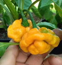 Yellow Reaper Seeds for Planting  Hot Pepper Vegetable