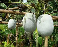 Super Big Winter Melon Seeds for Planting  Premium Vegetable Seeds