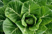 Collard Greens Seeds for Planting