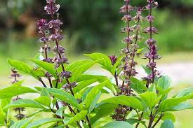 Tulsi Krishna Basil (Ocimum sanctum) Seeds