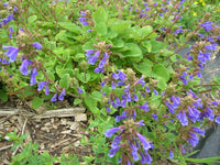 Dracocephalum Flower seeds for Planting Easy to Grow Heirloom & GMO Free Seeds for Home Garden 
 
 Sale