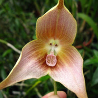Brown Dracula Flower seeds for Planting Cut Flower Favorite Heirloom & GMO Free Seeds for Home Garden
 
 Sale