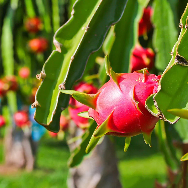 Dragon Fruit Seeds for Easy Planting