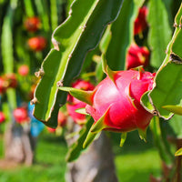Dragon Fruit Seeds for Easy Planting