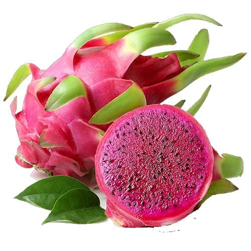 Dragon fruit seedlings growth and planting guide