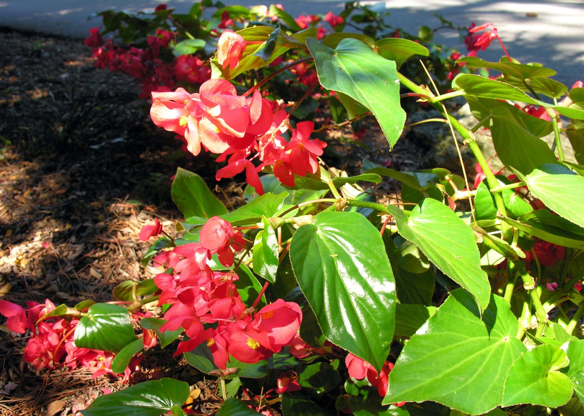 Ambassador Begonia Flower seeds for Planting Fragrant Blossoms Heirloom & GMO Free Seeds for Home Garden