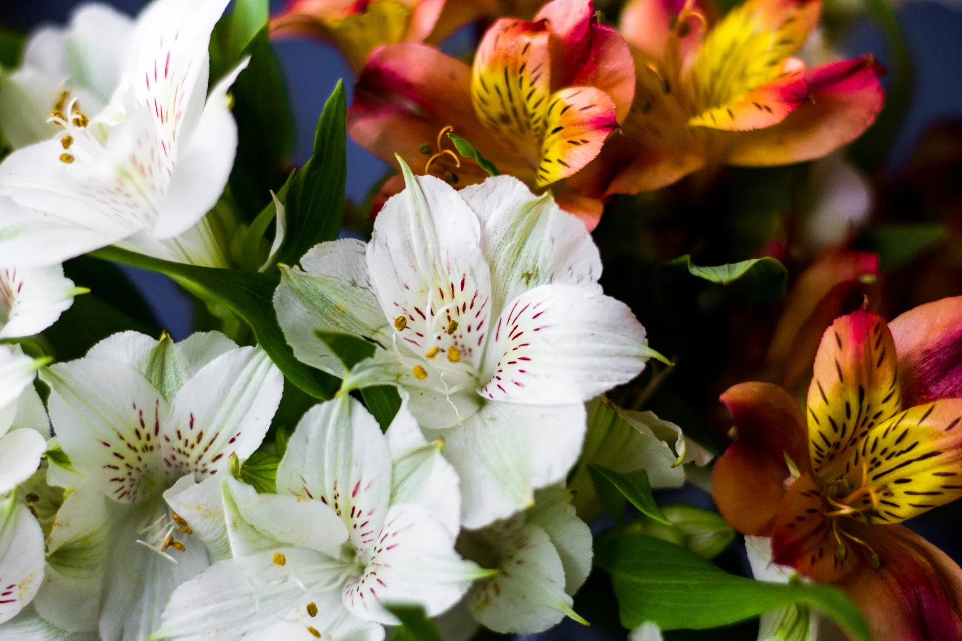 White Alstroemeria Flower seeds for Planting - Hardy Variety, Heirloom & GMO Free Seeds for Home Garden