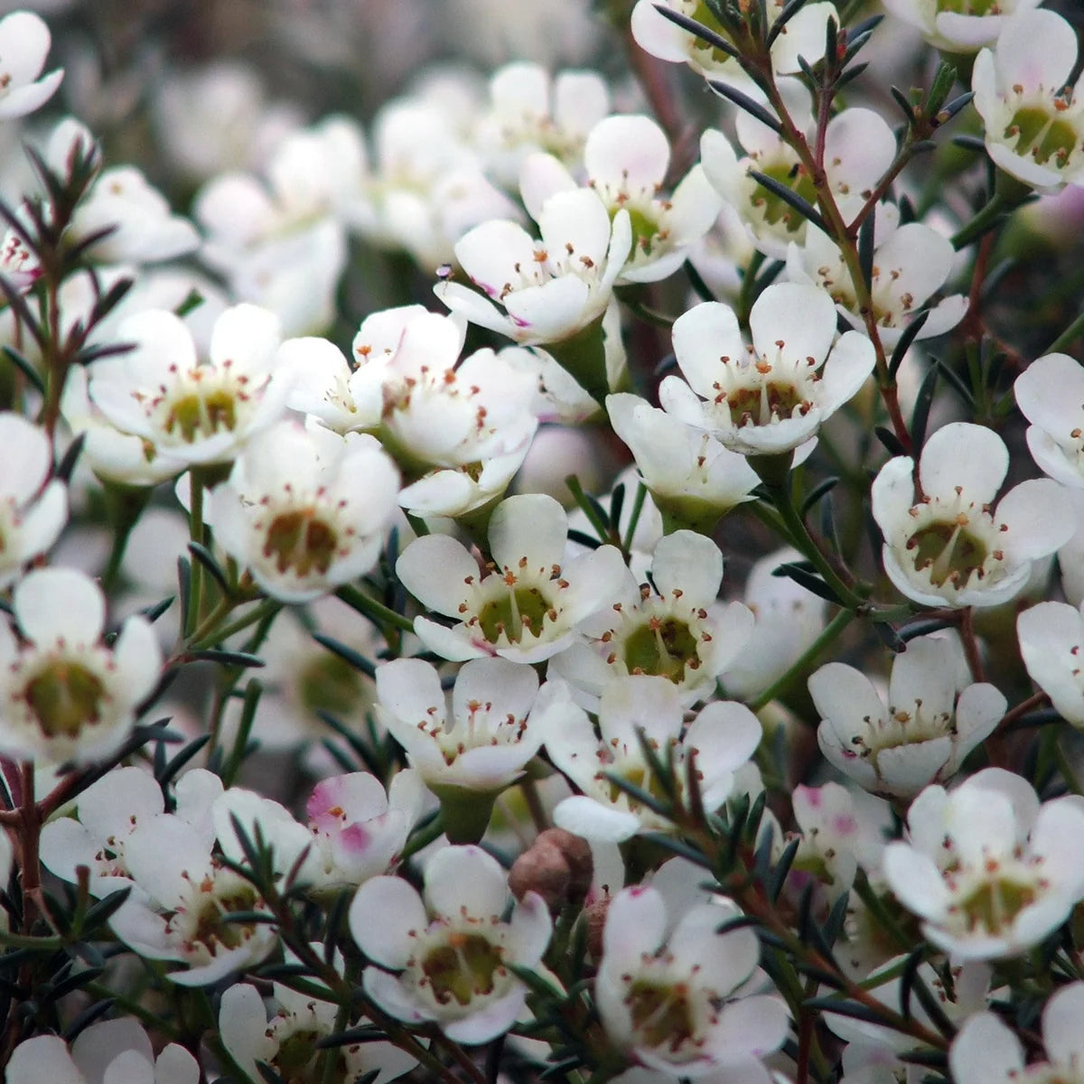 Mixed Wax Flower seeds for Planting - Seasonal Bloomer, Heirloom & GMO Free Seeds for Home Garden