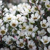 Mixed Wax Flower seeds for Planting - Seasonal Bloomer, Heirloom & GMO Free Seeds for Home Garden