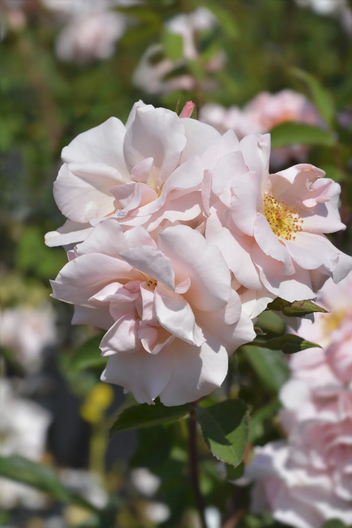 Pink Polyantha Flower seeds for Planting - Easy to Grow, Heirloom & GMO Free Seeds for Home Garden