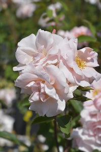 Pink Polyantha Flower seeds for Planting - Easy to Grow, Heirloom & GMO Free Seeds for Home Garden