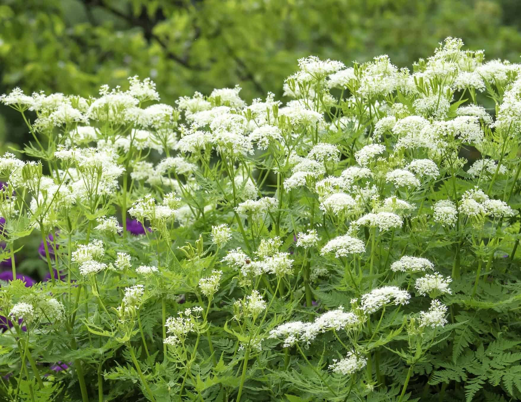 Myrrhis Flower seeds for Planting - Drought Tolerant, Heirloom & GMO Free Seeds for Home Garden