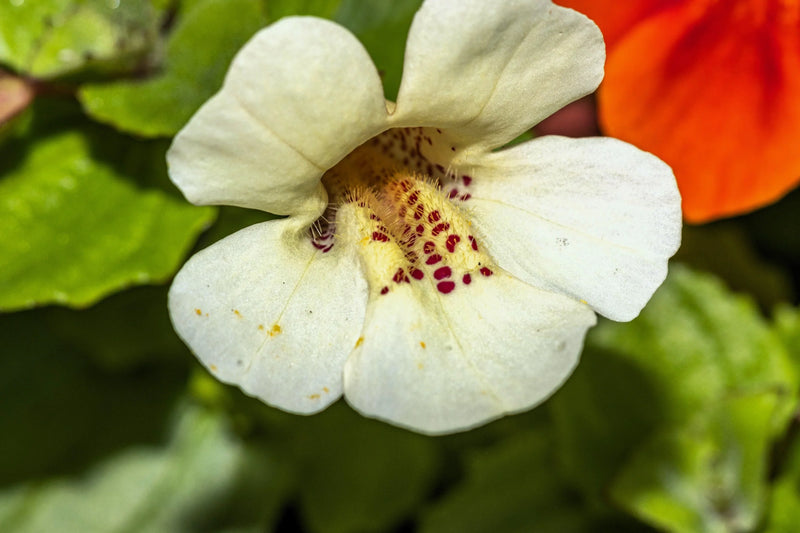 White Mimulus Flower Seeds for Planting  Seed for Lush Gardens and Delightful Blooms