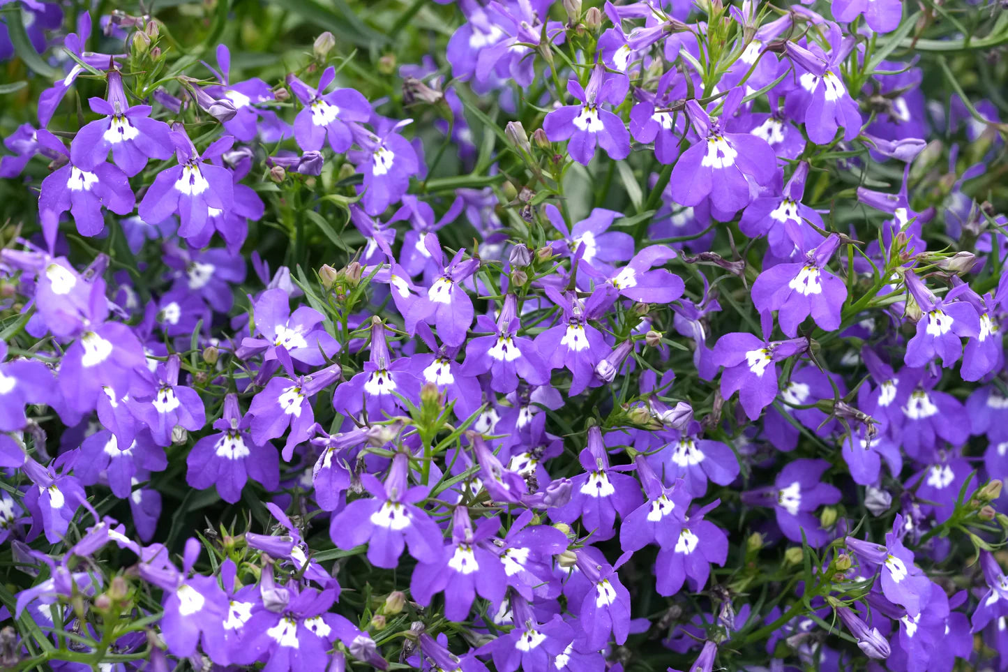 Blue Marine Flower seeds for Planting - Hardy Variety, Heirloom & GMO Free Seeds for Home Garden