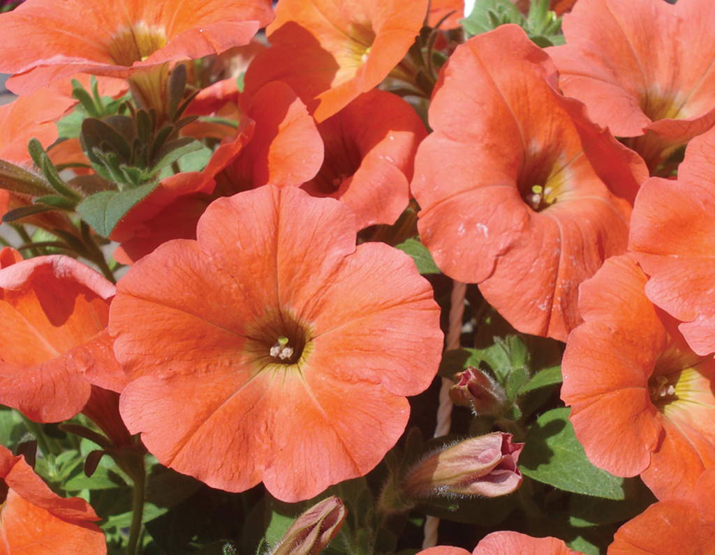 Orange Red Petunia Flower seeds for Planting Organic Quality Heirloom & GMO Free Seeds For Home Garden 
 
 Sale