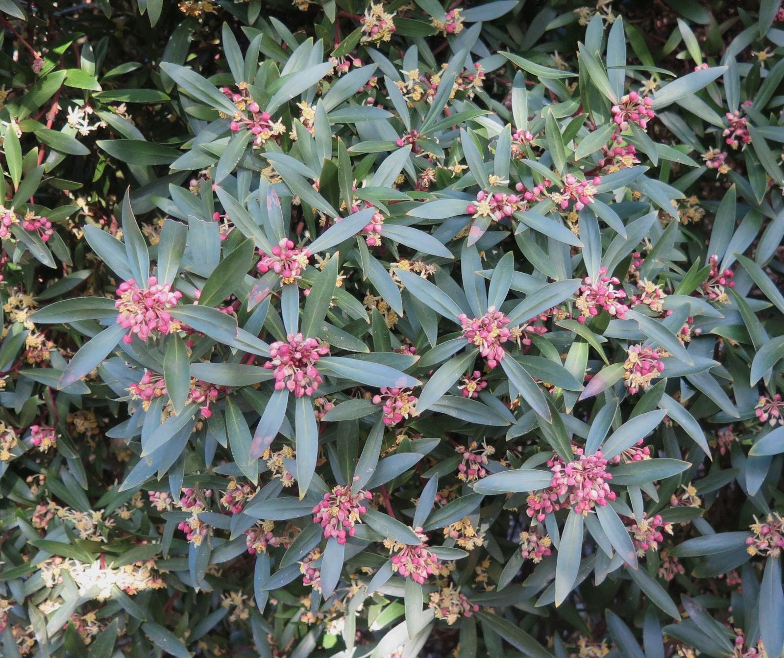 Drimy's Lanceolata Flower seeds for Planting - Easy to Grow, Heirloom & GMO Free Seeds for Home Garden
