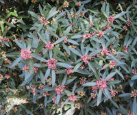 Drimy's Lanceolata Flower seeds for Planting - Easy to Grow, Heirloom & GMO Free Seeds for Home Garden