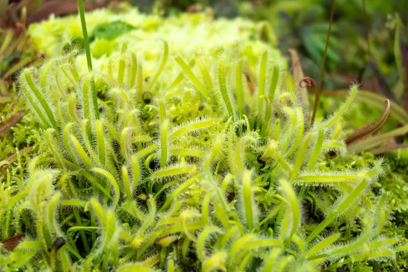 Light Green Sundew for Planting Perfect for Borders Heirloom & GMO Free Seeds for Home Garden
 
 Sale
