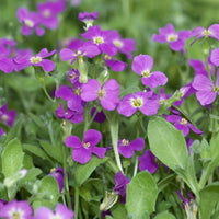 Drought-Tolerant Rock Cress Seeds for Landscaping