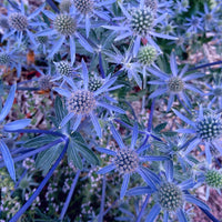Drought Tolerant Sea Holly Seeds